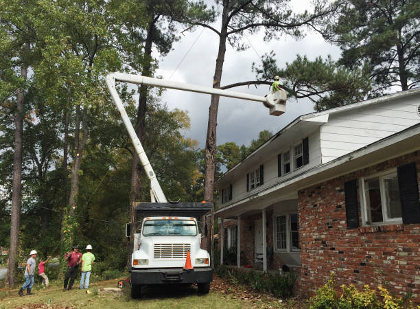 Best Utility Line Clearance  in Chesilhurst, NJ