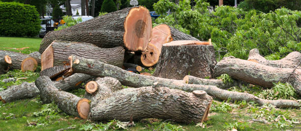Best Tree Mulching  in Chesilhurst, NJ
