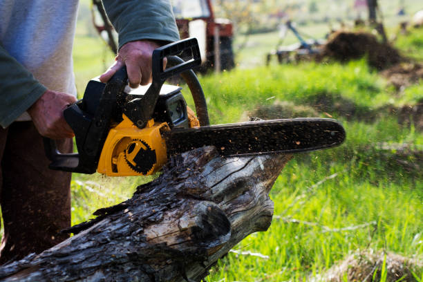 Professional Tree Care in Chesilhurst, NJ